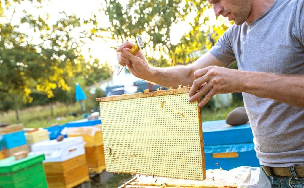 colmenas de polipropileno celular